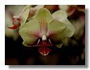 Orquidea